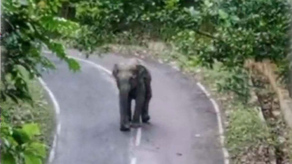 কাপ্তাই-রাঙামাটি সড়কে বন্যহাতির দল, সন্ধ্যার পর চলাচলে সতর্কতা