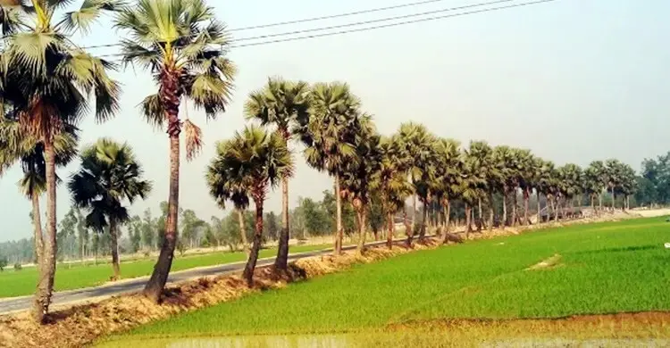 তালগাছ যেভাবে প্রকৃতি রক্ষা করে
